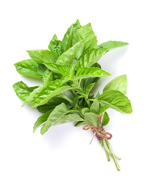 IQF Basil Supplier and Exporter from India
