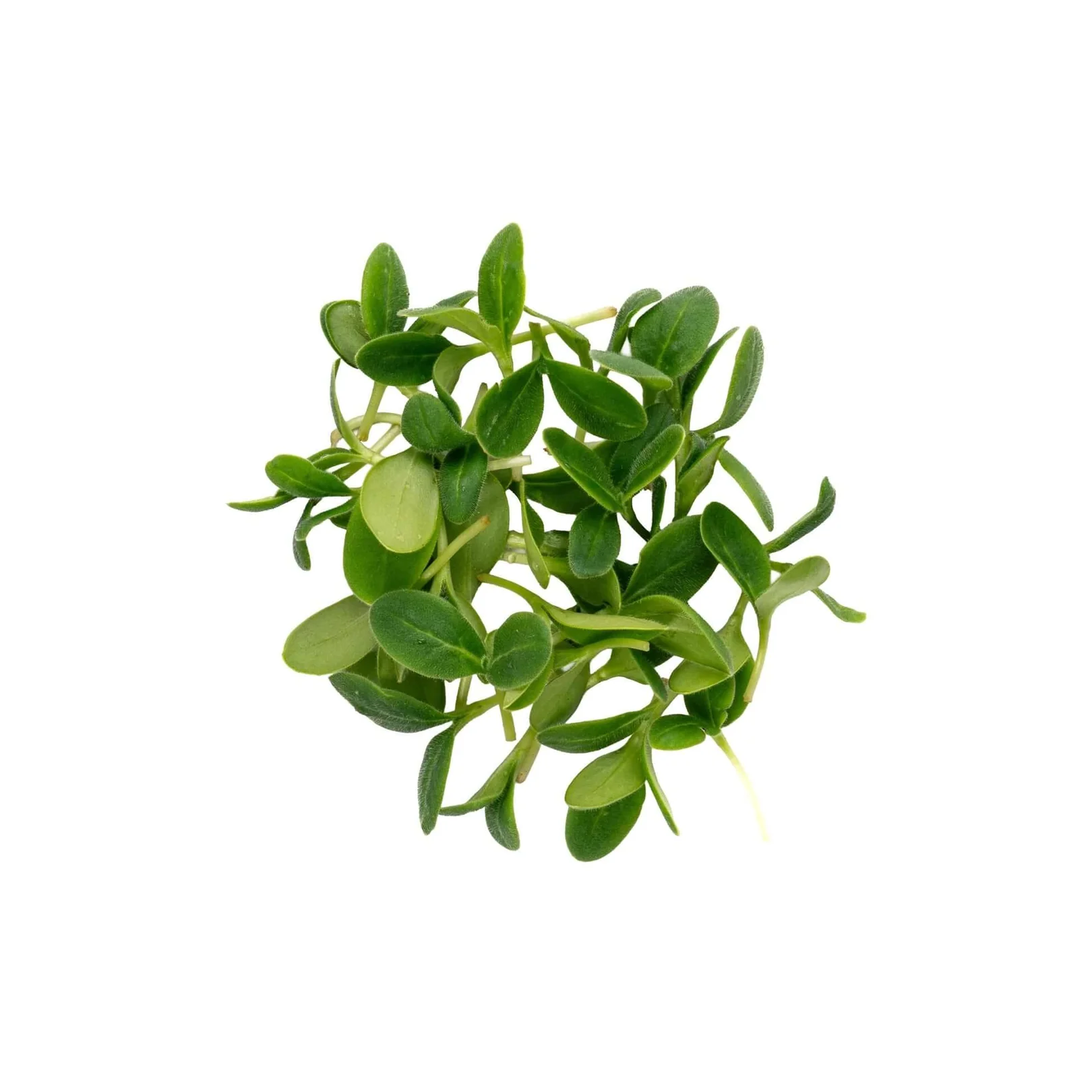 IQF Borage Supplier and Exporter from India