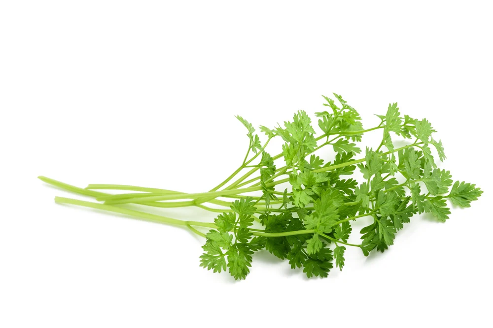 IQF Chervil Supplier and Exporter from India