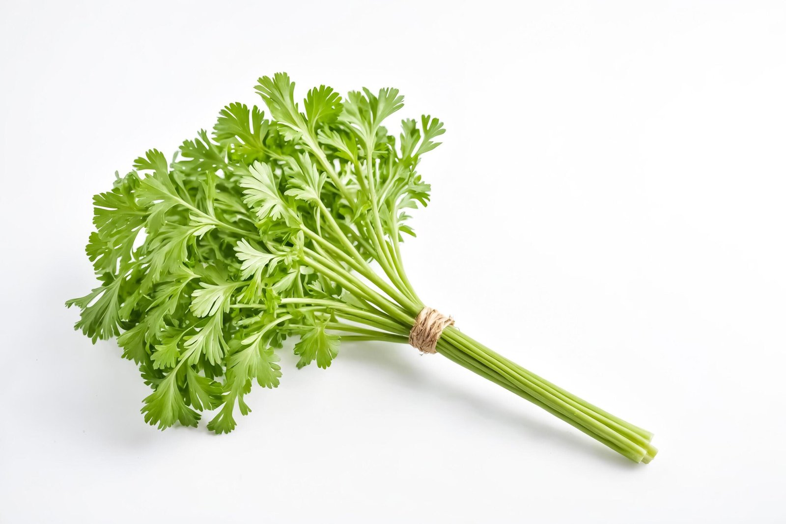 IQF Coriander / Cilantro Supplier and Exporter from India