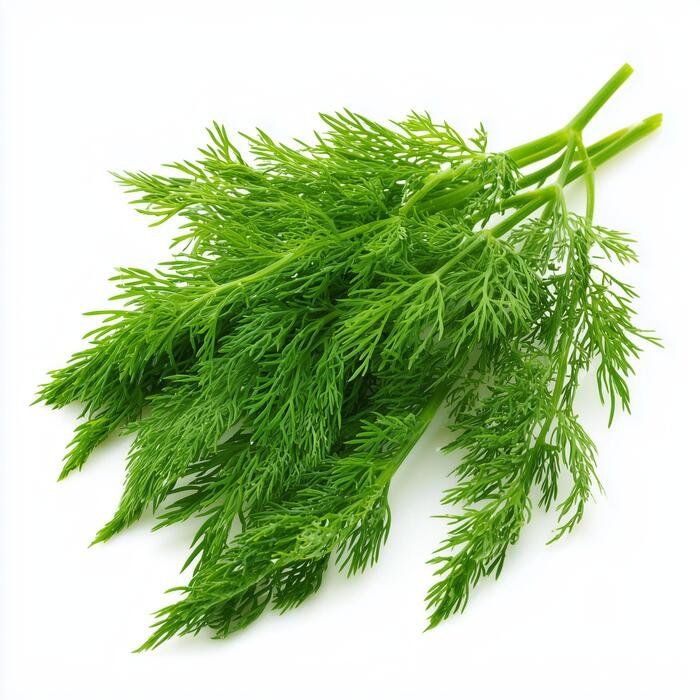 IQF Dill Supplier and Exporter from India