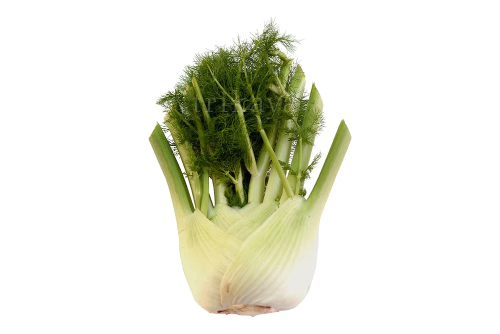 IQF Fennel Supplier and Exporter from India