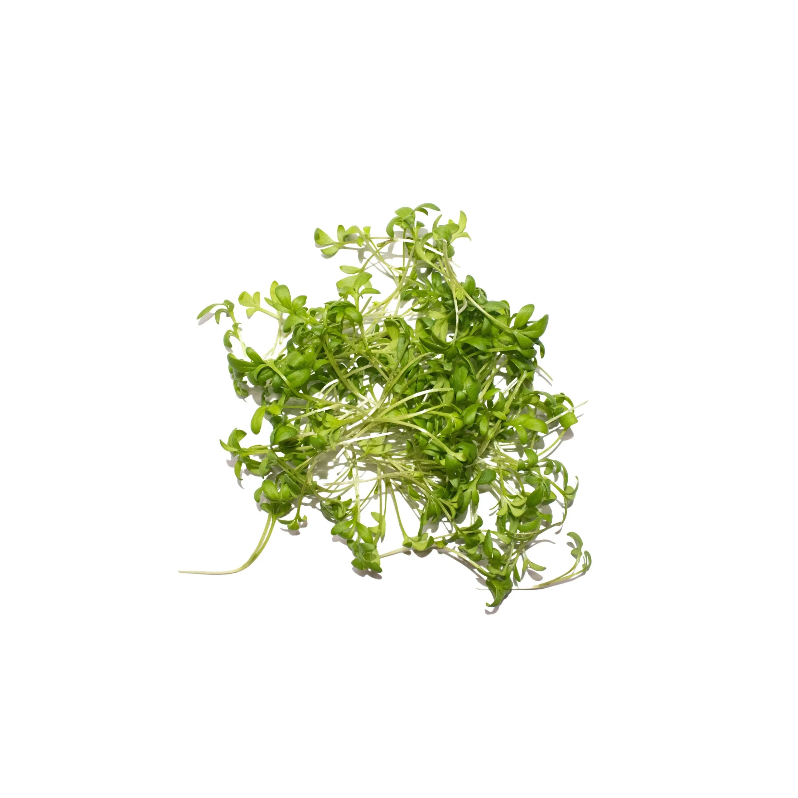 IQF Garden Cress Supplier and Exporter from India
