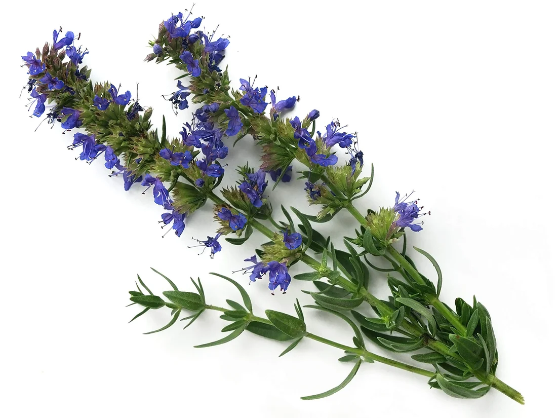 IQF Hyssop Supplier and Exporter from India