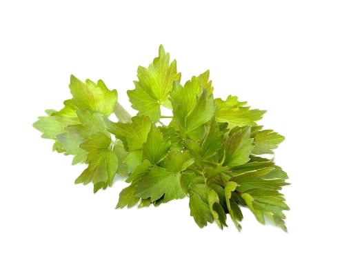 IQF Lovage Supplier and Exporter from India