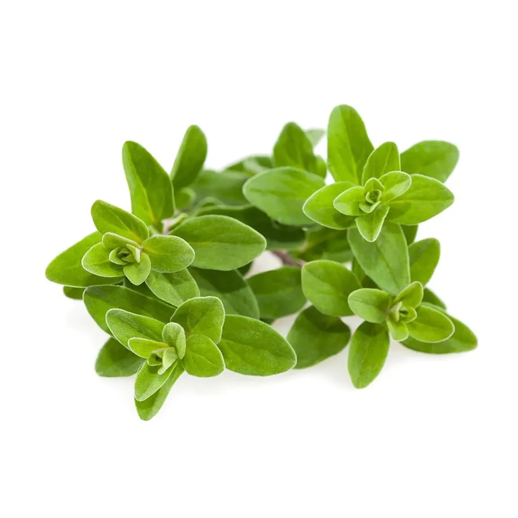 IQF Marjoram Supplier and Exporter from India