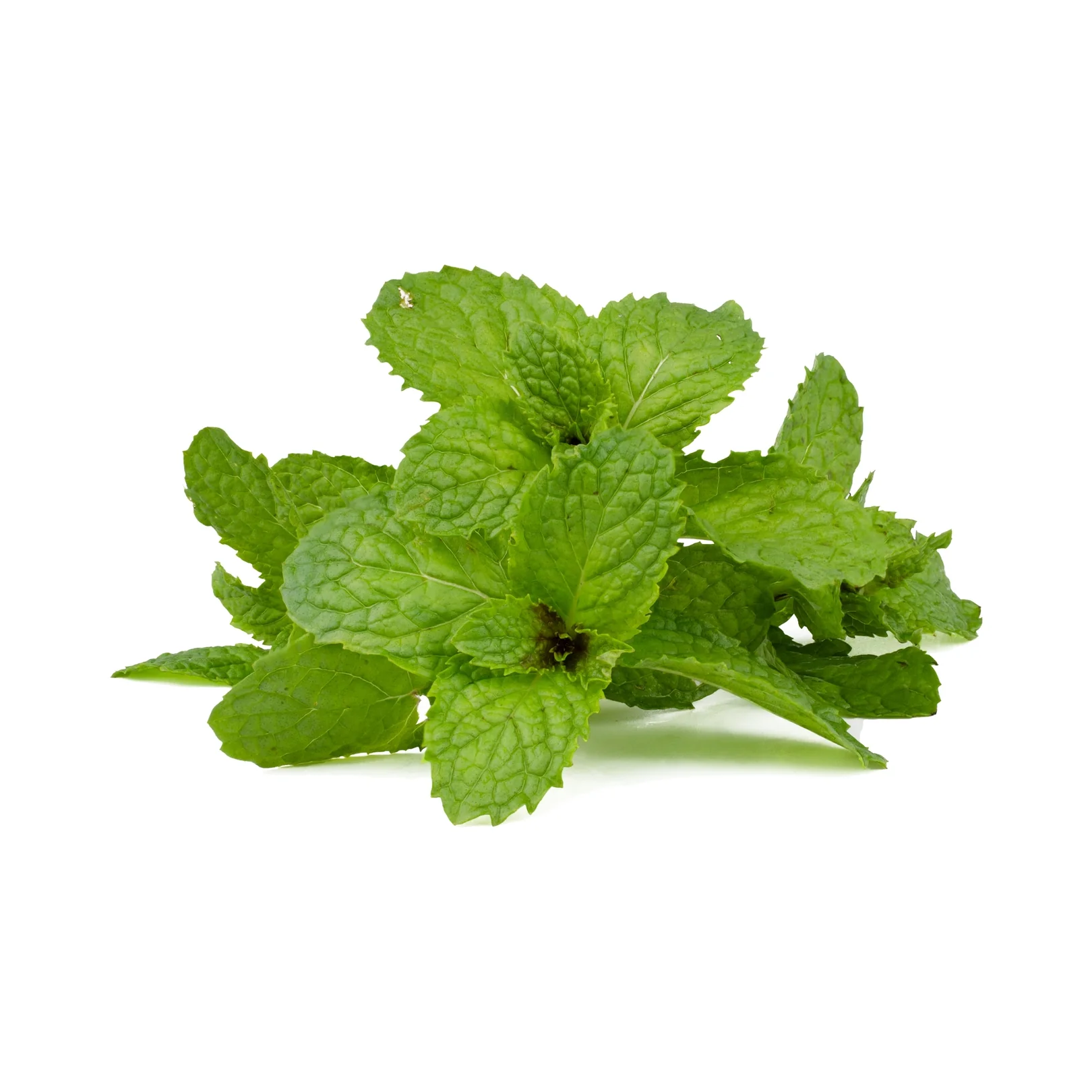 IQF Mint Supplier and Exporter from India