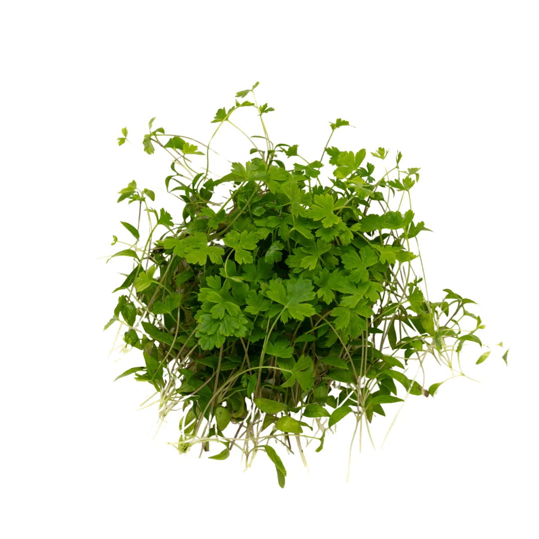 IQF Parsley Supplier and Exporter from India
