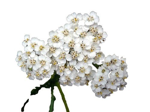 IQF Pimpinella Supplier and Exporter from India