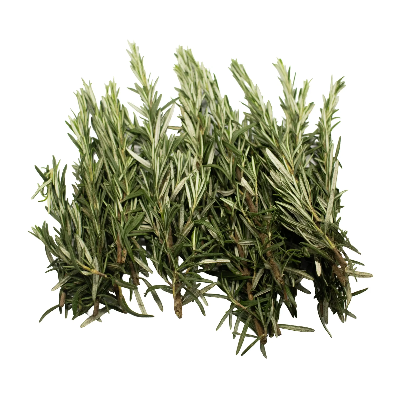 IQF Rosemary Supplier and Exporter from India