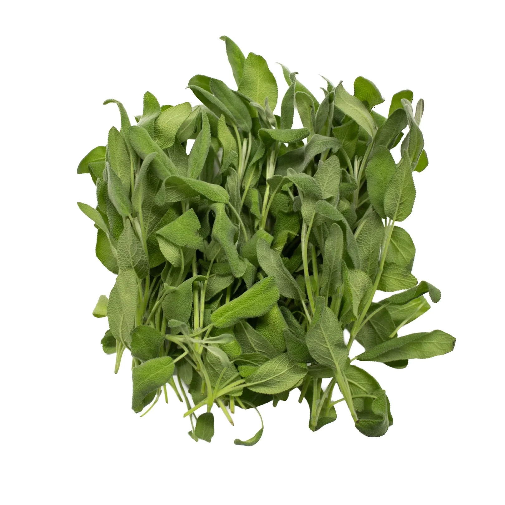 IQF Sage Supplier and Exporter from India