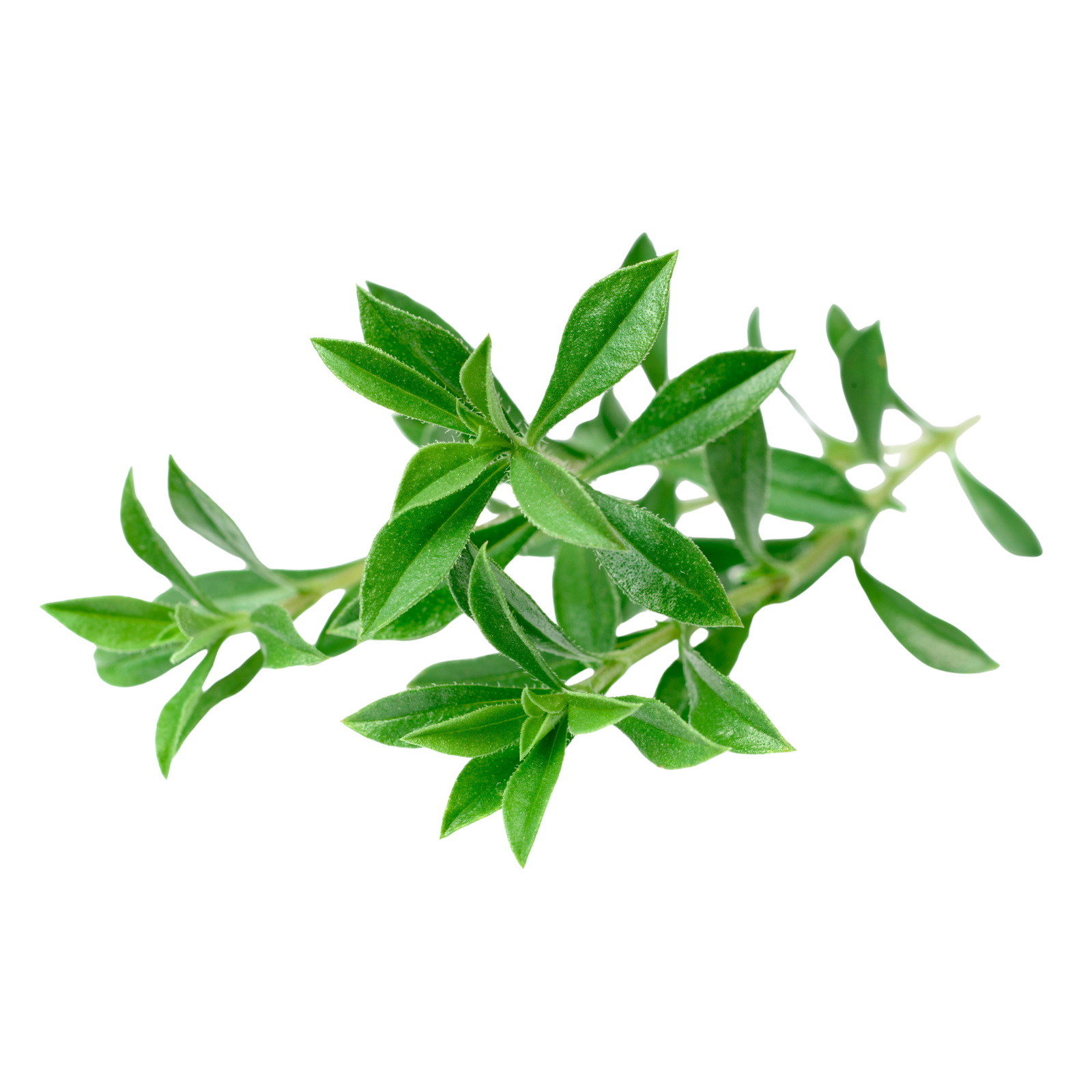 IQF Savory Supplier and Exporter from India