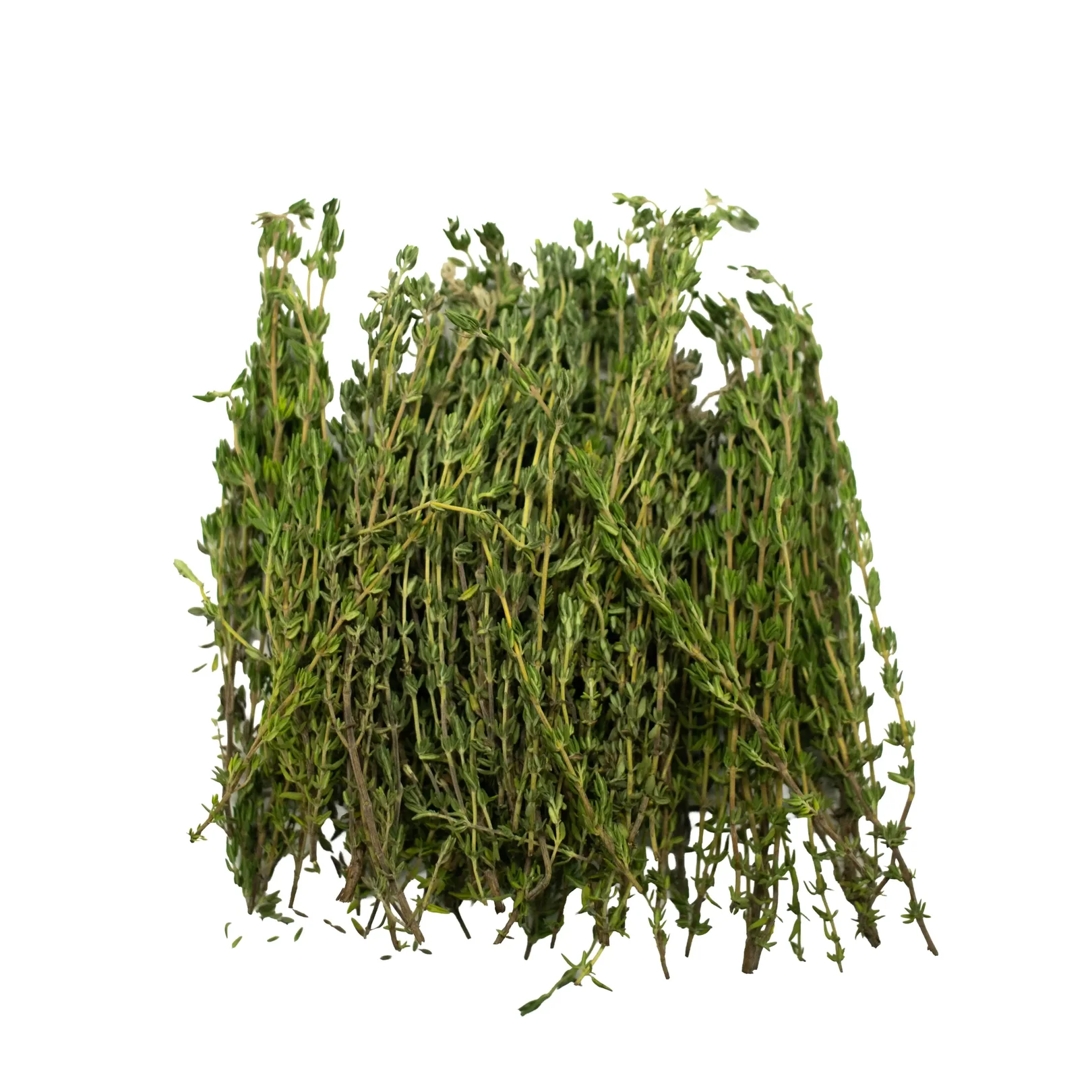 IQF Thyme Supplier and Exporter from India